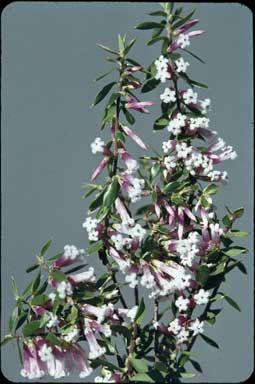 APII jpeg image of Leucopogon strictus  © contact APII