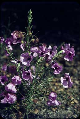 APII jpeg image of Tetratheca confertifolia  © contact APII