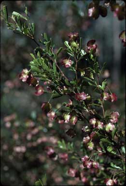 APII jpeg image of Dodonaea viscosa subsp. cuneata  © contact APII