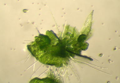 APII jpeg image of Sphagnum cristatum  © contact APII