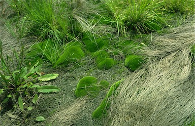 APII jpeg image of Gemmabryum dichotomum  © contact APII