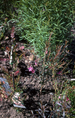 APII jpeg image of Crowea exalata  © contact APII