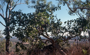 APII jpeg image of Gardenia megasperma  © contact APII