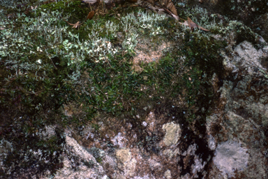 APII jpeg image of Bulbophyllum macphersonii var. macphersoni  © contact APII