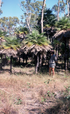 APII jpeg image of Livistona muelleri  © contact APII