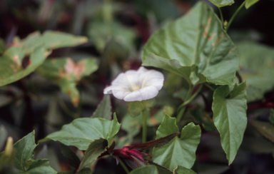 APII jpeg image of Calystegia affinis  © contact APII