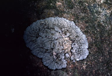 APII jpeg image of Lichen  © contact APII