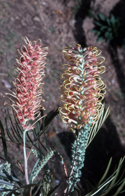 APII jpeg image of Grevillea 'Misty Pink',<br/>Grevillea 'Pink Surprise'  © contact APII