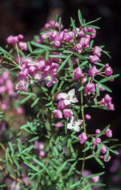 APII jpeg image of Boronia thujona  © contact APII