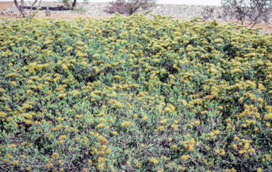 APII jpeg image of Homoranthus flavescens  © contact APII