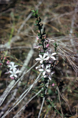 APII jpeg image of Philotheca buxifolia  © contact APII