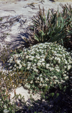 APII jpeg image of Pimelea linifolia  © contact APII