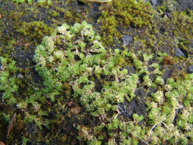 APII jpeg image of Fossombronia wattsii  © contact APII