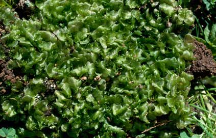 APII jpeg image of Fossombronia pusilla  © contact APII