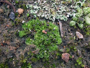 APII jpeg image of Fossombronia cultriformis  © contact APII