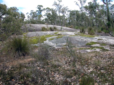 APII jpeg image of Fossombronia spp.  © contact APII