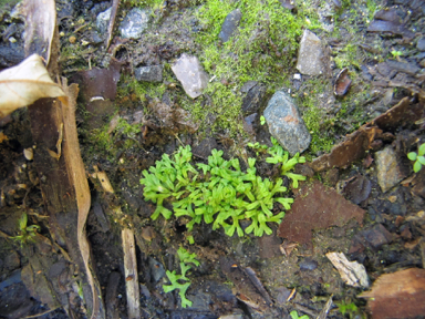 APII jpeg image of Riccia duplex var. megaspora  © contact APII