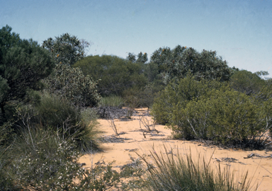 APII jpeg image of Adenanthos acanthophyllus  © contact APII