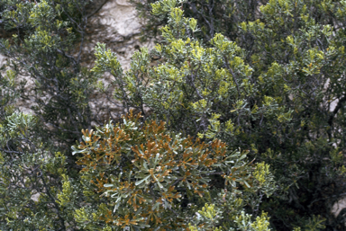 APII jpeg image of Adenanthos forrestii,<br/>Adenanthos eyrei  © contact APII