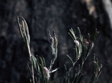 APII jpeg image of Adenanthos linearis  © contact APII