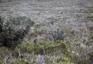 APII jpeg image of Adenanthos sericeus subsp. sericeus  © contact APII