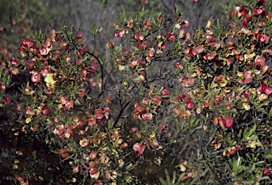 APII jpeg image of Dodonaea lobulata  © contact APII