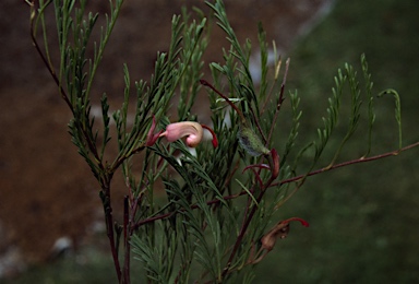 APII jpeg image of Grevillea involucrata  © contact APII