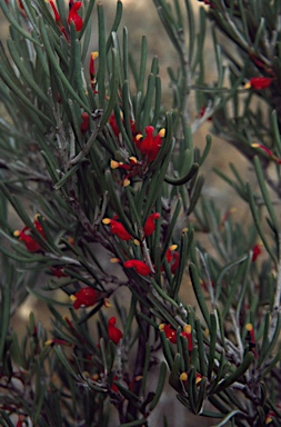 APII jpeg image of Grevillea parviflora  © contact APII