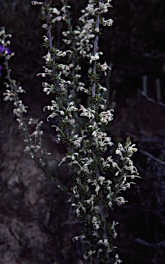 APII jpeg image of Grevillea uncinulata  © contact APII