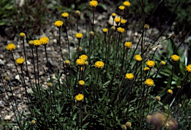 APII jpeg image of Leptorhynchos squamatus  © contact APII