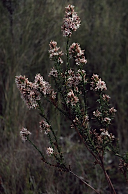 APII jpeg image of Sprengelia incarnata  © contact APII