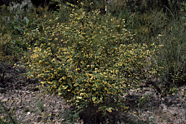 APII jpeg image of Bossiaea webbii  © contact APII