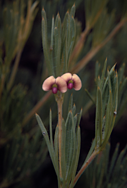 APII jpeg image of Daviesia croniniana  © contact APII