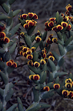 APII jpeg image of Daviesia pachyphylla  © contact APII