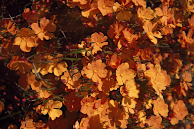 APII jpeg image of Hibbertia stellaris  © contact APII