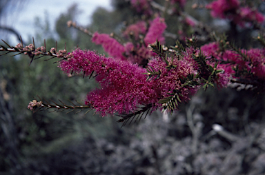 APII jpeg image of Melaleuca wilsonii  © contact APII