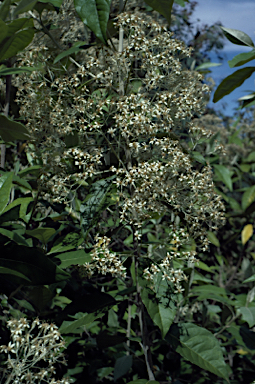APII jpeg image of Olearia argophylla  © contact APII