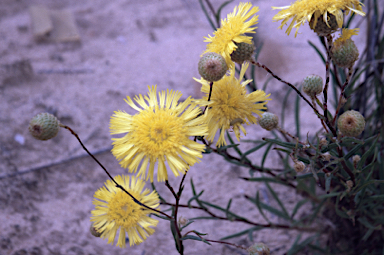 APII jpeg image of Podolepis rugata  © contact APII