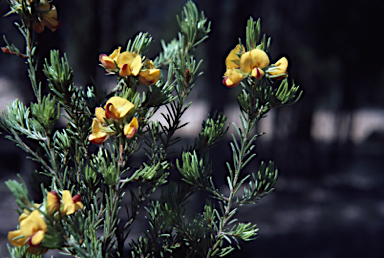 APII jpeg image of Pultenaea boormanii  © contact APII