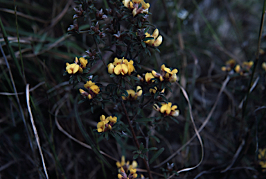 APII jpeg image of Pultenaea linophylla  © contact APII