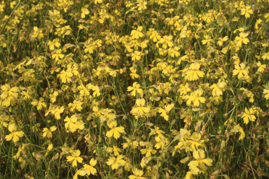 APII jpeg image of Goodenia paradoxa  © contact APII