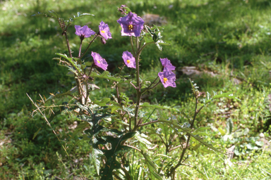 APII jpeg image of Solanum cinereum  © contact APII
