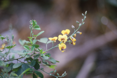 APII jpeg image of Goodia lotifolia  © contact APII