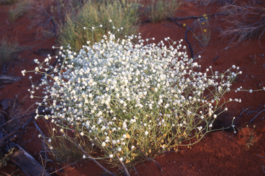 APII jpeg image of Ptilotus latifolius  © contact APII