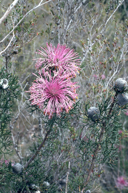 APII jpeg image of Isopogon formosus  © contact APII