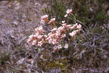 APII jpeg image of Verticordia habrantha  © contact APII