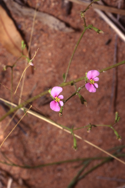 APII jpeg image of Stylidium inaequipetalum  © contact APII