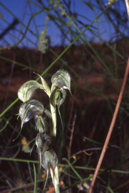 APII jpeg image of Pterostylis spathulata  © contact APII