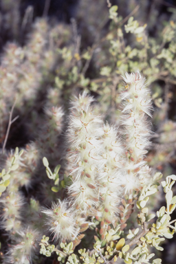 APII jpeg image of Sclerolaena eurotioides  © contact APII