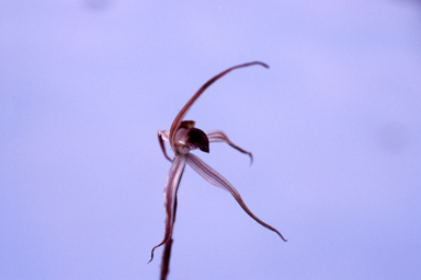 APII jpeg image of Caladenia drummondii  © contact APII